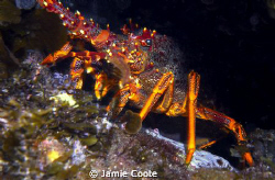 "Cray Days"
A Southern Rock Lobster sitting at the front... by Jamie Coote 